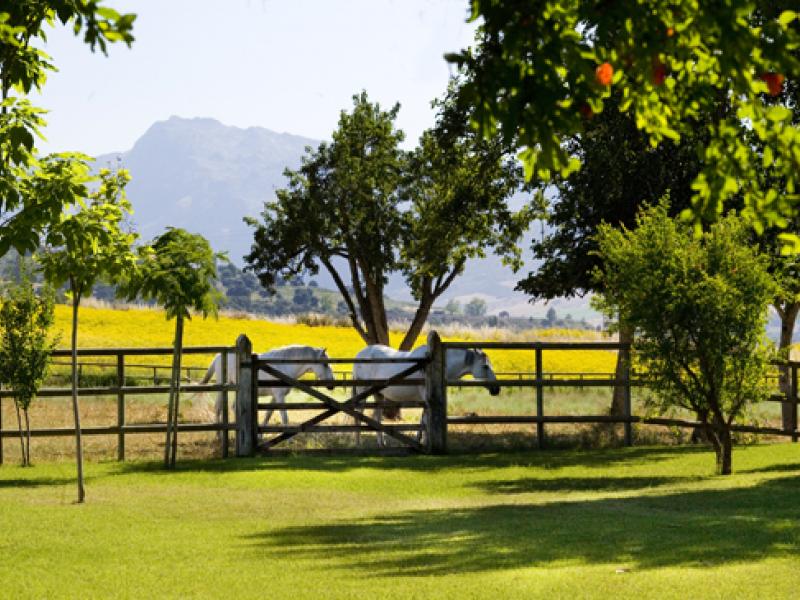 La Huerta El Noque , Ronda 