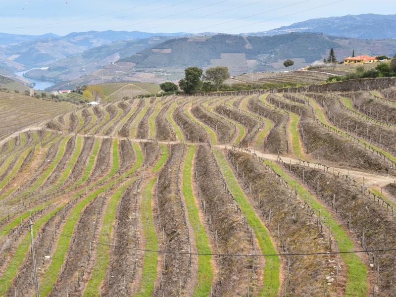 Villa Bonnie , Douro 